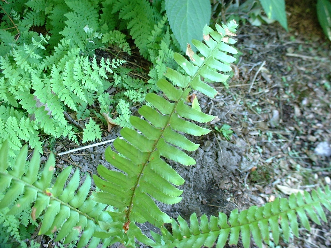 Polystichum munitum